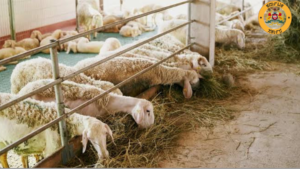 Sheep Rearing Subsidy Scheme Karnataka: