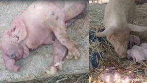 Elephant-like Piglet Viral