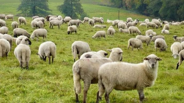 Sheep Farming: